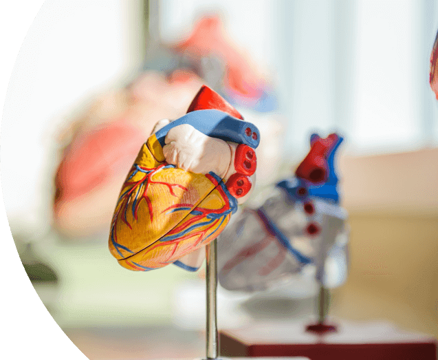 Picture model of heart | Symptoms of HPT vary and can affect different parts of the body.